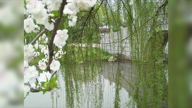 有心栽花花不开，无心插柳柳成荫