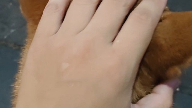 小小小柴犬