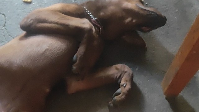 狗子扣篮