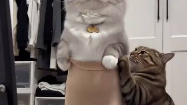 猫应该双排扣啊怎么可能只有俩