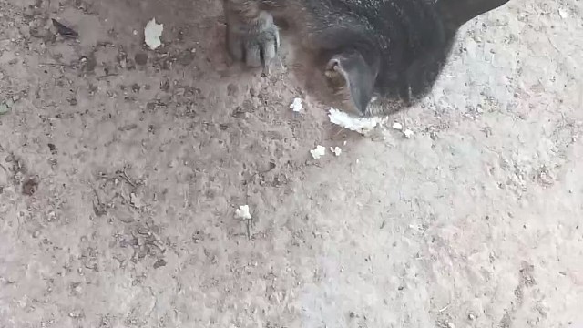 可爱的猫
