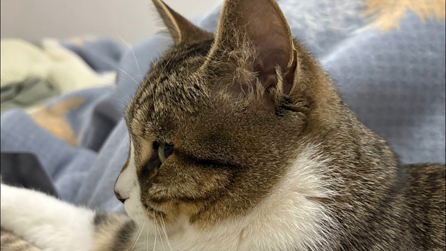 猫咪