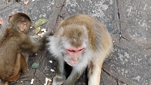 黔灵山喂猴
