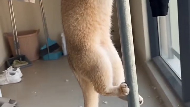 两只猫咪打架，一只猫咪死死抱住钢管不撒手，这猫爪子练的可以呀1