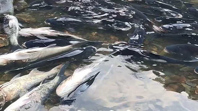 大坝放水抓鱼