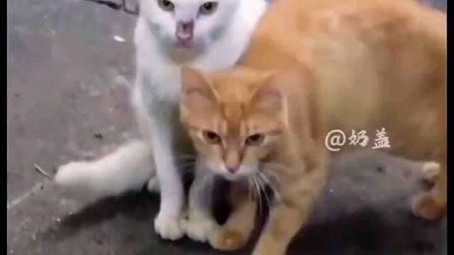 #橘猫和白猫的故事