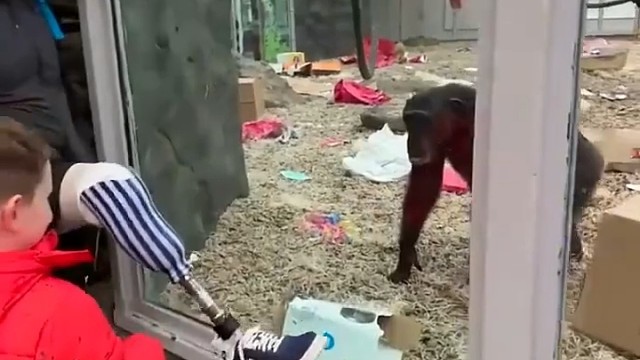 男子朝动物园黑猩猩秀假肢，猩猩目瞪口呆召唤同伴一同观看，网友：看得出它们很悲伤在同情对方1