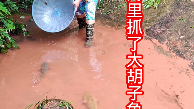 户外抓鱼