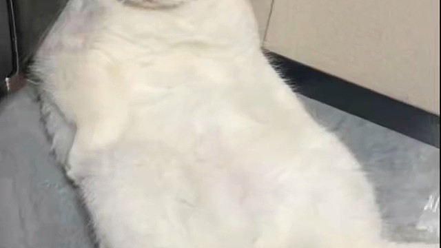 小猫咪