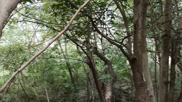 乡村美景