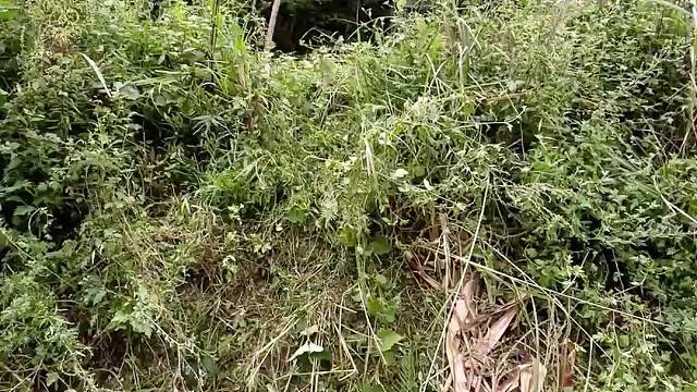 砍玉米杆，田间对口型