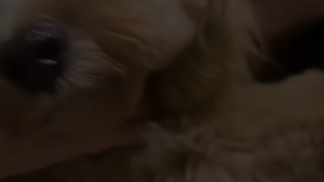 别碰我的小毛球mzx