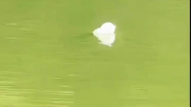 鱼漂：一会看我手势