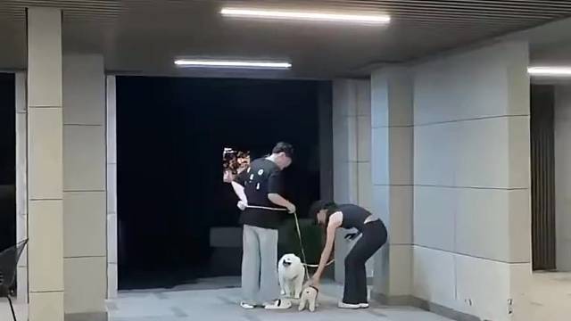 什么狗？哪有狗？