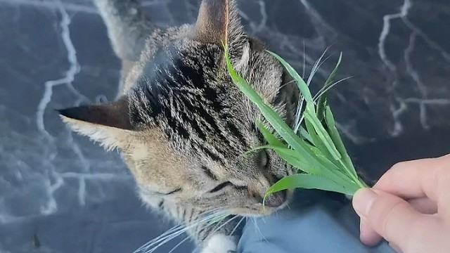 吃素