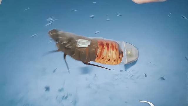 科学家研发蟑螂水下搜救员