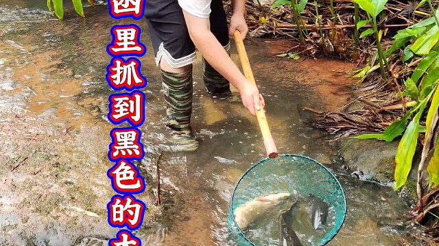 小溪抓鱼
