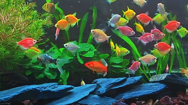 饭店里的鱼缸