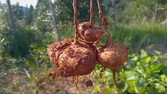 凉薯（地瓜）炒鸡蛋……