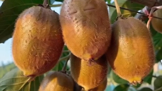 唤醒猕猴桃