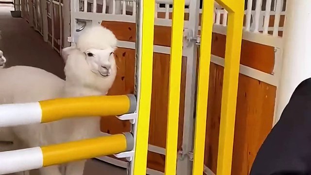 盘点缺德动物行为大赏 #缺德动物  #动物成精   #搞笑视频 