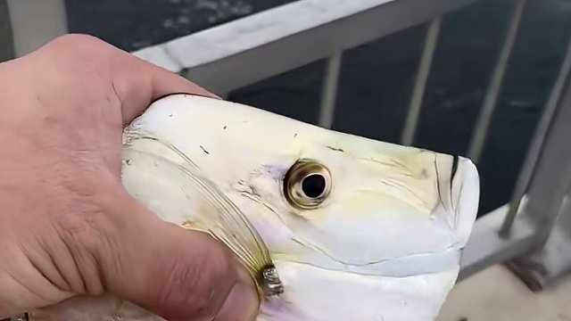 一捏像鸭子一样嘎嘎叫的小扁鱼。不知这鱼叫啥名呢？