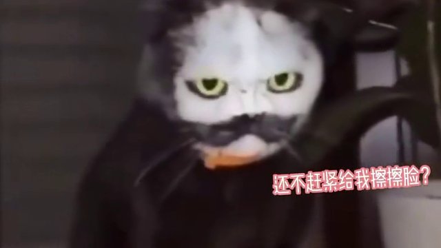 当猫咪往面粉碗里打了个喷嚏