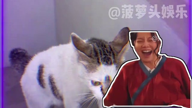 猫：你不是在网上说你是女的吗？ #萌宠  #搞笑  #娱乐评论大赏  #猫咪的心思都写在脸上了 #猫