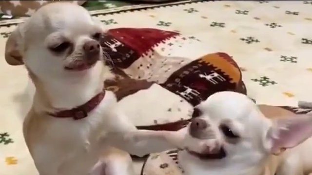 左边的狗：你甚至不愿叫我一声教父