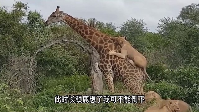 东北话搞笑动物世界，长颈鹿被围攻，结局如何 #搞笑配音 #动物世界