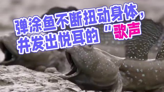 弹涂鱼不断扭动身体，并发出悦耳的“歌声"，希望它求婚成功。