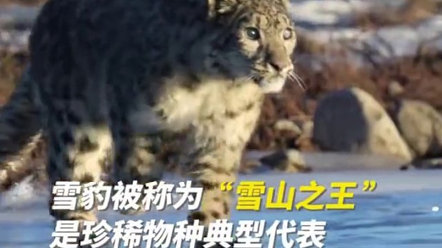 感受来自“雪山之王”的压迫感（摄影师：包雷、韩斌）（来源：新华社）