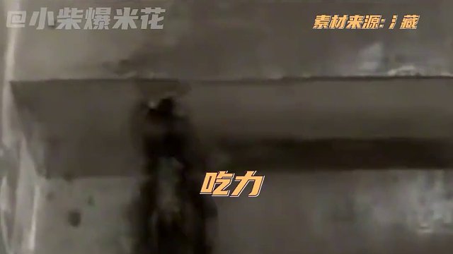 小猫也交到了新朋友啦#猫猫 #治愈 #可爱