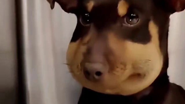 10天了，一个百变怪还没出！其实...空血攻速流也挺好！谁让咱没有自定义呢！深浅劳力士手手镯，梦中情