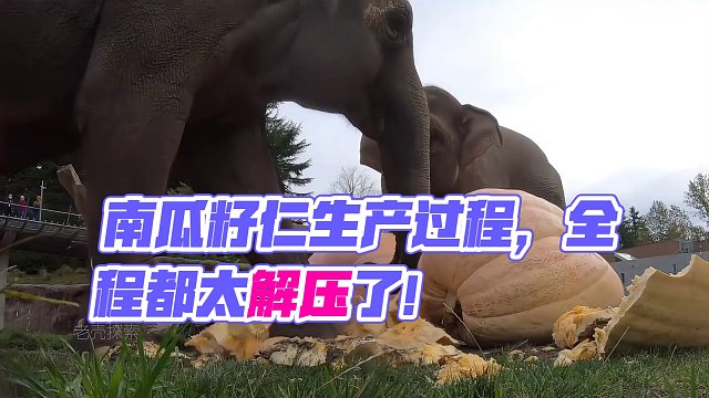 南瓜籽仁生产过程，全程都太解压了！ #南瓜籽仁 #南瓜籽