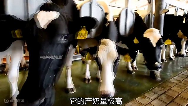 你见过这么大的牛吗？