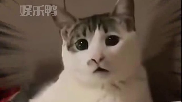 这锅你就背吧，一背一个不吱声 #猫猫 #万万没想到 #搞笑