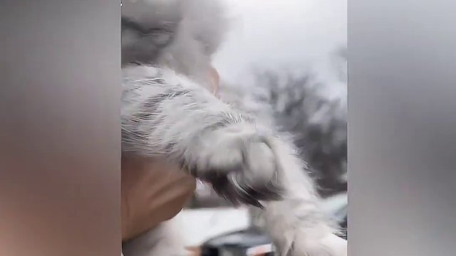 绑架代替购买！！！天降猫猫！