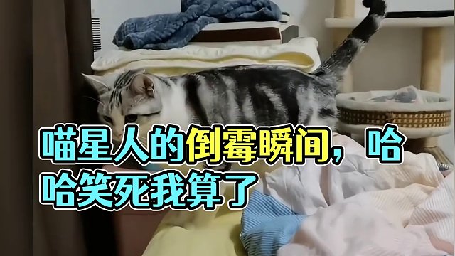 喵星人的倒霉瞬间，哈哈，笑死我算了 #猫咪 #猫咪的迷惑行为 #傻猫的日常 #搞笑视频