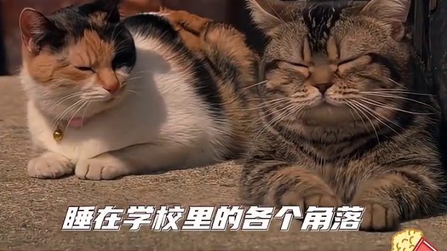 一个人的恶行毁掉了一百个人的善意#校园 #流浪猫 #虐心