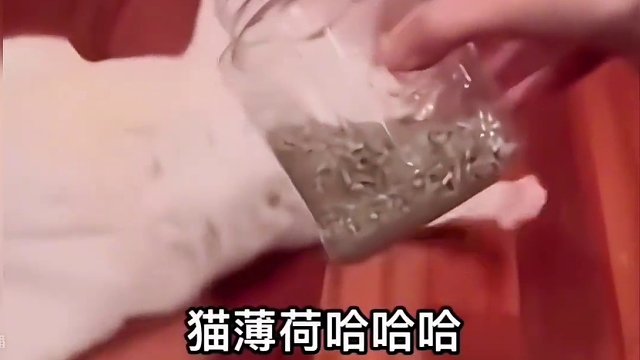 猫：这批货纯度99.99% #猫咪的迷惑行为 #猫薄荷 #猫咪