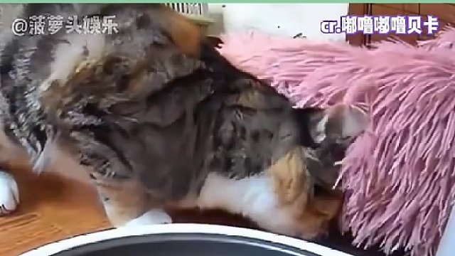 猫：差点饿死！#娱乐评论大赏 #猫咪 #自动投食机 #萌宠