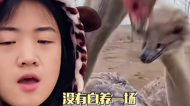 这鸵鸟你就养吧 一养一个不吱声#宠物 #孝顺 #养老