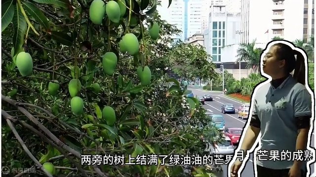 广东下芒果了？专家提醒：不可吃！