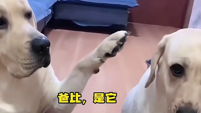 给狗子急的就差开口说话了！