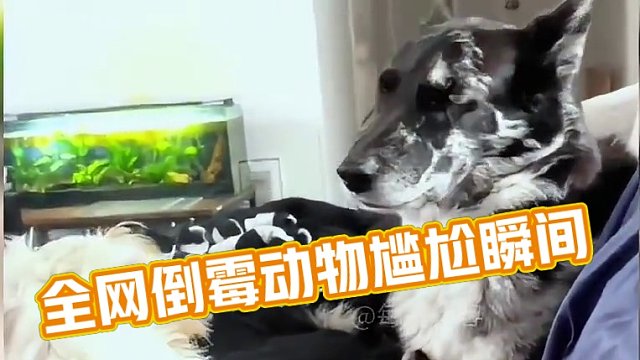 盘点全网那些倒霉的动物 #搞笑视频 #倒霉的动物 #动物翻车名场面