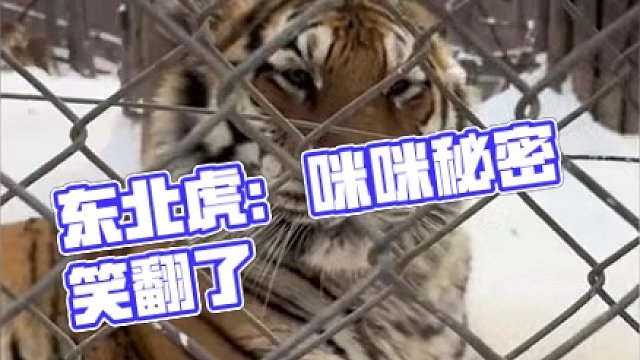 东北虎：叫老子咪咪就好 东北豹：你让我感到恶心 （cr：@trave21er ）