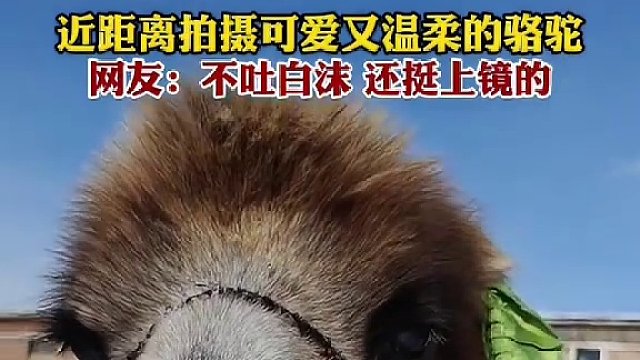 近距离拍摄可爱又温柔的骆驼 (编辑：努尔波拉提)