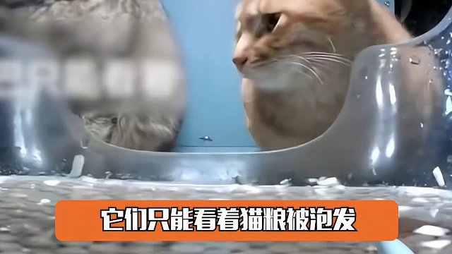 有人用盆倒入污垢，有人徒手拨离#这世界不能没有小猫 #善良 #细节