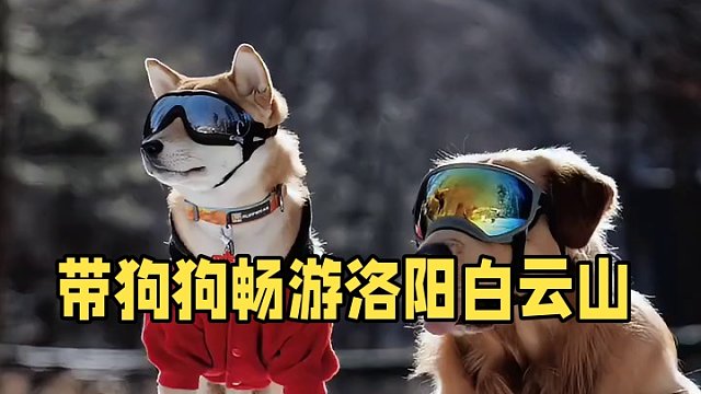 在朋友的强烈安利下，我们把去云台山，八里沟的计划改成了洛阳嵩县白云山。
从郑州出发大概需要三个半小时